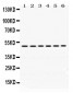 Anti-eIF4A2 Picoband Antibody
